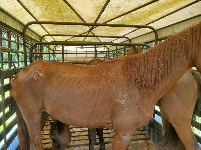 Malnourished horse 1